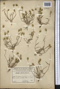 Eremopyrum triticeum (Gaertn.) Nevski, Middle Asia, Syr-Darian deserts & Kyzylkum (M7) (Kazakhstan)