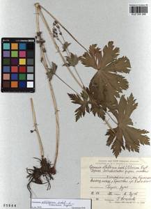 KUZ 000 266, Geranium albiflorum Ledeb., Siberia, Altai & Sayany Mountains (S2) (Russia)