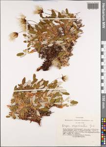 Dryas octopetala subsp. oxyodonta (Juz.) Hultén, Siberia, Altai & Sayany Mountains (S2) (Russia)