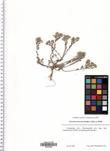 Odontarrhena tortuosa subsp. tortuosa, Eastern Europe, Middle Volga region (E8) (Russia)