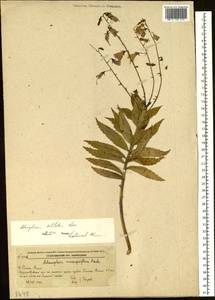 Adenophora sublata Kom., Siberia, Russian Far East (S6) (Russia)