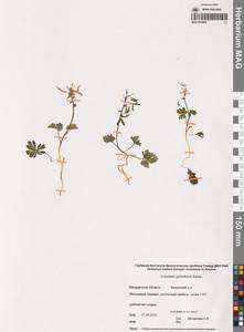 Corydalis gorodkovii Karav., Siberia, Chukotka & Kamchatka (S7) (Russia)