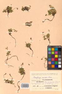 Micranthes merkii subsp. merkii, Siberia, Chukotka & Kamchatka (S7) (Russia)