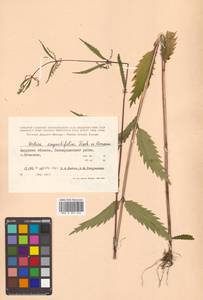 Urtica dioica var. holosericea Fr., Siberia, Russian Far East (S6) (Russia)