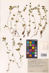 Trifolium spadiceum L., Eastern Europe, Belarus (E3a) (Belarus)
