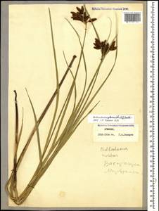 Bolboschoenus glaucus (Lam.) S.G.Sm., Caucasus, Armenia (K5) (Armenia)