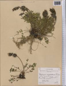 Oxytropis maydelliana Trautv., America (AMER) (United States)