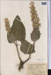 Salvia sclarea L., Middle Asia, Kopet Dag, Badkhyz, Small & Great Balkhan (M1) (Turkmenistan)