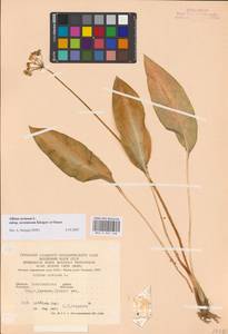 Allium ursinum L., Eastern Europe, West Ukrainian region (E13) (Ukraine)