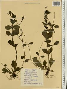 Ajuga reptans L., Eastern Europe, North-Western region (E2) (Russia)