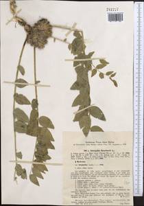 Astragalus sewertzowii, Middle Asia, Western Tian Shan & Karatau (M3) (Uzbekistan)