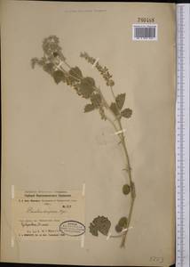 Cullen drupaceum (Bunge)C.H.Stirt., Middle Asia, Syr-Darian deserts & Kyzylkum (M7) (Kazakhstan)