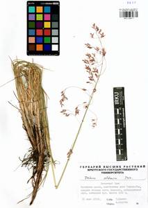 Festuca altaica Trin., Siberia, Baikal & Transbaikal region (S4) (Russia)