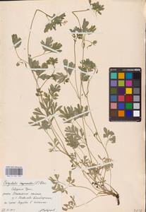 Corydalis capnoides (L.) Pers., Eastern Europe, Eastern region (E10) (Russia)