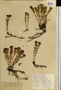 Rhodiola integrifolia subsp. integrifolia, Siberia, Chukotka & Kamchatka (S7) (Russia)