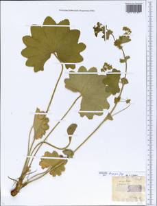 Alchemilla longipes Juz., Eastern Europe, Moscow region (E4a) (Russia)