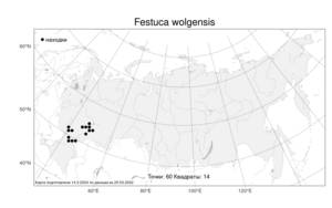Festuca wolgensis P.A.Smirn., Atlas of the Russian Flora (FLORUS) (Russia)