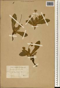 Hieracium pannosum Boiss., South Asia, South Asia (Asia outside ex-Soviet states and Mongolia) (ASIA) (Turkey)