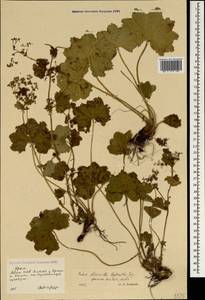 Alchemilla tytthantha Juz., Crimea (KRYM) (Russia)