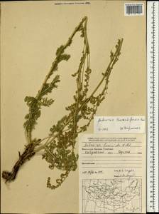 Artemisia laciniata subsp. laciniata, Mongolia (MONG) (Mongolia)