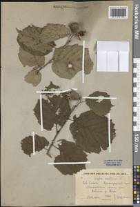 Corylus avellana L., Caucasus, Krasnodar Krai & Adygea (K1a) (Russia)