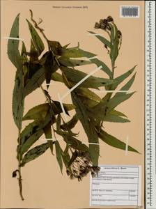 Lactuca sibirica (L.) Maxim., Eastern Europe, Northern region (E1) (Russia)