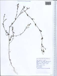 Bupleurum tenuissimum L., Caucasus, Black Sea Shore (from Novorossiysk to Adler) (K3) (Russia)