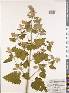 Melissa officinalis L., Eastern Europe, Central region (E4) (Russia)