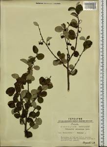 Cotoneaster melanocarpus G. Lodd., Siberia, Western Siberia (S1) (Russia)