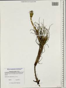 Tragopogon pusillus M. Bieb., Caucasus, Azerbaijan (K6) (Azerbaijan)