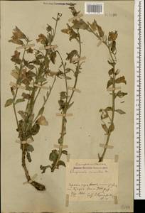 Campanula sarmatica Ker Gawl., Caucasus, Azerbaijan (K6) (Azerbaijan)