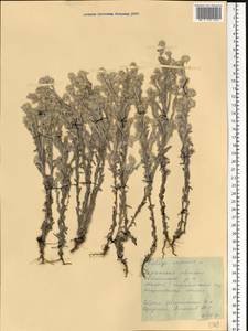 Filago arvensis L., Eastern Europe, South Ukrainian region (E12) (Ukraine)