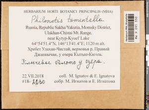 Philonotis tomentella Molendo, Bryophytes, Bryophytes - Yakutia (B19) (Russia)