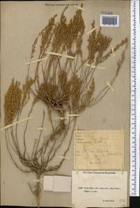 Artemisia pauciflora Weber, Middle Asia, Northern & Central Kazakhstan (M10) (Kazakhstan)