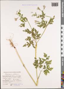 Chaerophyllum nodosum (L.) Crantz, Caucasus, Black Sea Shore (from Novorossiysk to Adler) (K3) (Russia)