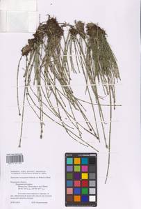 Equisetum variegatum Schleich., Eastern Europe, Central region (E4) (Russia)