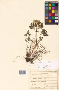 Adonis ramosa Franch., Siberia, Russian Far East (S6) (Russia)