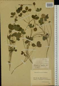 Trifolium fragiferum L., Eastern Europe, Rostov Oblast (E12a) (Russia)