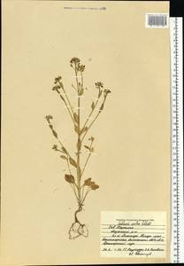 Cochlearia groenlandica L., Eastern Europe, Northern region (E1) (Russia)