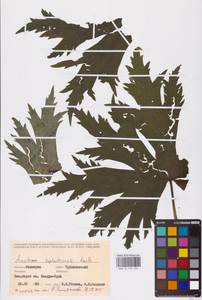 Aconitum septentrionale Koelle, Eastern Europe, Eastern region (E10) (Russia)