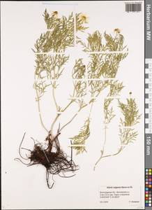 Adonis volgensis DC., Eastern Europe, Lower Volga region (E9) (Russia)