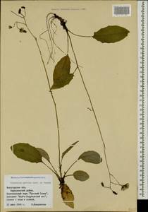 Hieracium murorum subsp. gentile (Jord. ex Boreau) Sudre, Eastern Europe, Northern region (E1) (Russia)