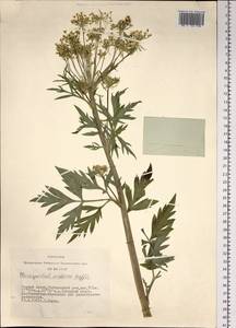 Pleurospermum uralense Hoffm., Siberia, Altai & Sayany Mountains (S2) (Russia)