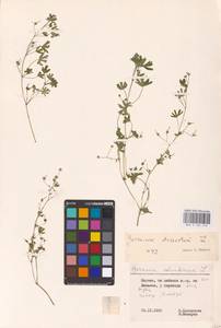 Geranium dissectum L., Eastern Europe, Lithuania (E2a) (Lithuania)