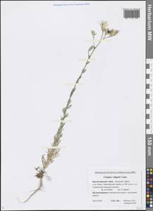 Crupina vulgaris (Pers.) Cass., Caucasus, Krasnodar Krai & Adygea (K1a) (Russia)