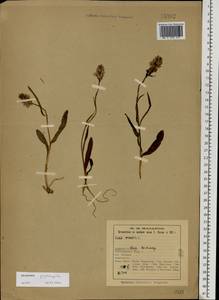 Dactylorhiza fuchsii subsp. psychrophila (Schltr.) Holub, Eastern Europe, Northern region (E1) (Russia)