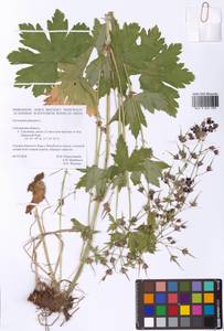 Geranium phaeum L., Eastern Europe, Western region (E3) (Russia)