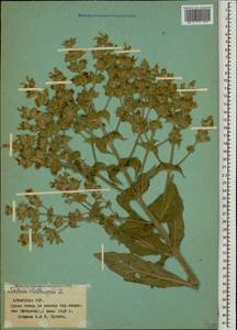 Salvia aethiopis L., Caucasus, Armenia (K5) (Armenia)