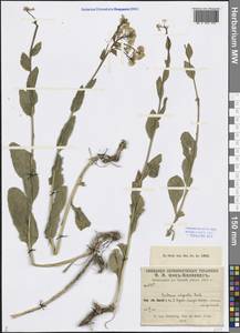 Eutrema integrifolium (DC.) Bunge, Middle Asia, Pamir & Pamiro-Alai (M2) (Uzbekistan)