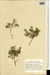 Sibbaldianthe bifurca subsp. orientalis (Juz.) Kurtto & T. Erikss., Mongolia (MONG) (Mongolia)